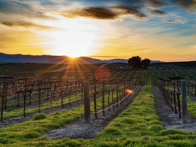 Vineyard rows at sunset in the Santa Ynez Valley